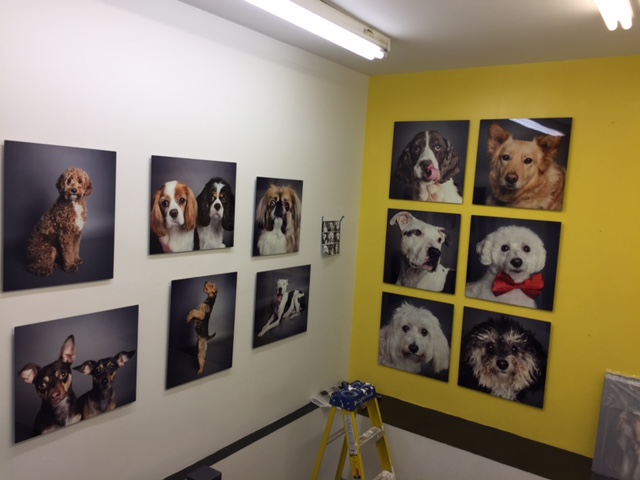 retail store wall art - dog salon
